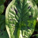 Arum maculatum Frunză