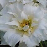 Eustoma russellianum Flower