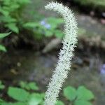 Chamaelirium luteum Flower