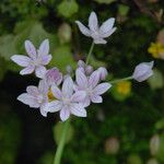 Allium hyalinum Λουλούδι