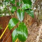 Ligustrum japonicum List