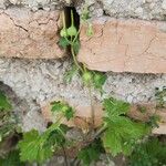 Geranium mascatense Other