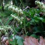 Orthilia secunda Blomma