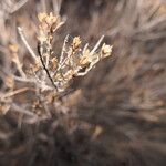 Thymbra capitata Flower