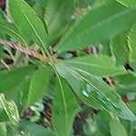 Myrica californica Blatt