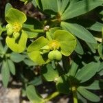 Euphorbia dendroides Flor