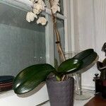 Phalaenopsis × singuliflora Foglia