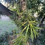 Podocarpus macrophyllus 叶