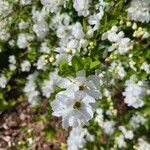Exochorda racemosa Λουλούδι