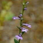 Lobelia puberula 整株植物