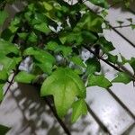Gmelina philippensis 葉