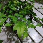 Gmelina philippensis Frunză