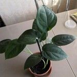 Monstera siltepecana List