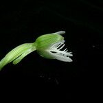 Habenaria arietina