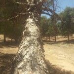 Pinus halepensis Blad