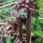 Darmera peltata Blüte