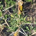 Vachellia exuvialis Blatt