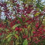 Euonymus europaeusFruit