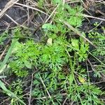 Daucus glochidiatus Blatt