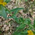 Lithospermum canescens Blad