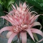 Aechmea fasciata Květ