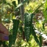 Pavonia hastata Leaf