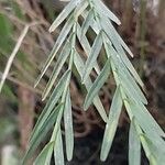 Isochilus linearis Leaf