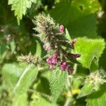 Stachys sylvatica Flower