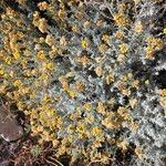 Helichrysum stoechasЦвят