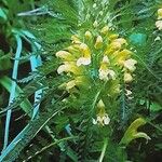 Pedicularis foliosa Kvet