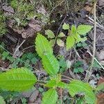 Pilea pumila Ліст