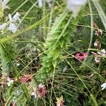 Cleome spinosa Foglia