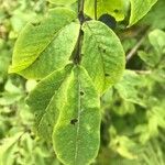 Lonicera nigra Leaf