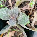 Episcia cupreata Leht