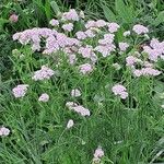 Achillea distansКвітка