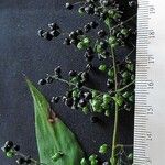 Lasiacis ruscifolia Otro