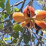 Sterculia foetida Fruto