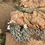 Cerastium gibraltaricum Hábito