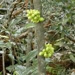 Oxera rugosa Hábito