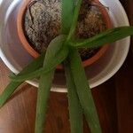 Aloe succotrina Leaf