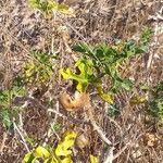 Solanum linnaeanum Buveinė