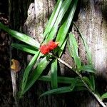 Freycinetia schlechteri ᱡᱚ