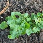 Saxifraga rotundifolia Leht