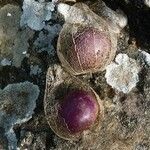 Physalis philadelphica Fruit