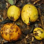 Picralima nitida Fruto