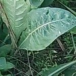 Crepis setosa Leaf