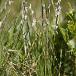 Nardus stricta Други