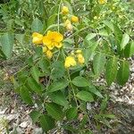 Senna septemtrionalis Агульны выгляд