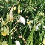 Allium paradoxum Квітка