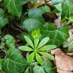 Galium odoratumLapas